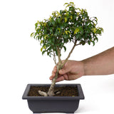 Ficus Too Little Bonsai  D70