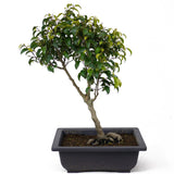 Ficus Too Little Bonsai  D70