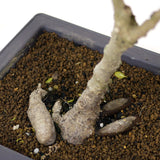 Ficus Too Little Bonsai  D70
