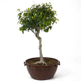 Ficus Too Little Pre Bonsai  D71