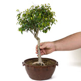 Ficus Too Little Pre Bonsai  D71