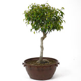 Ficus Too Little Pre Bonsai  D71