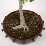Ficus Too Little Pre Bonsai  D71