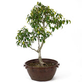 Ficus Too Little Pre Bonsai  D72