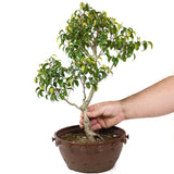 Ficus Too Little Pre Bonsai  D72