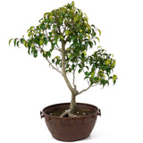 Ficus Too Little Pre Bonsai  D72