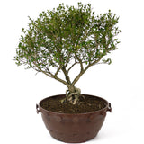 Serissa D73