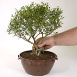 Serissa D73