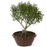 Serissa D73