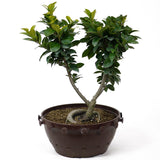 Ficus Retusa Compacta  Pre-Bonsai D74