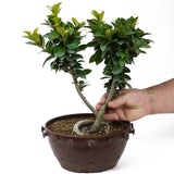 Ficus Retusa Compacta  Pre-Bonsai D74
