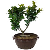 Ficus Retusa Compacta  Pre-Bonsai D74