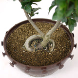 Ficus Retusa Compacta  Pre-Bonsai D74