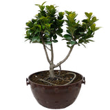 Ficus Retusa Compacta  Pre-Bonsai D75