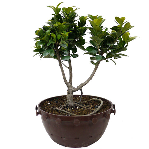 the ratio of the height of a bonsai ficus tree Ficus Retusa Compacta Pre-Bonsai D75 – Stone Lantern