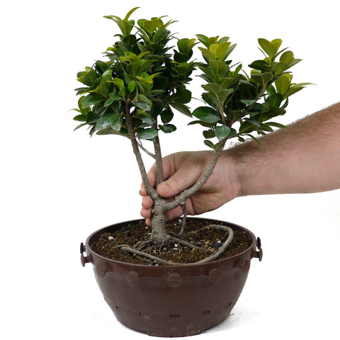 Ficus Retusa Compacta Pre-Bonsai D75 – Stone Lantern