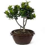 Ficus Retusa Compacta  Pre-Bonsai D75