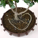 Ficus Retusa Compacta  Pre-Bonsai D75
