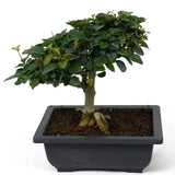 Parrot's Beak Bonsai D76