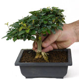 Parrot's Beak Bonsai D76