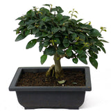 Parrot's Beak Bonsai D76