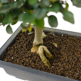 Parrot's Beak Bonsai D76