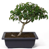 Ficus Too Little Bonsai  D77