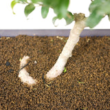 Ficus Too Little Bonsai  D77