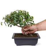 Ficus Too Little Bonsai  D77