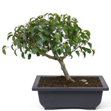 Ficus Too Little Bonsai  D77