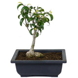 Ficus Too Little Bonsai  D78