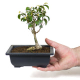 Ficus Too Little Bonsai  D78