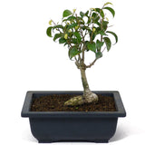 Ficus Too Little Bonsai  D78