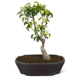 Ficus Too Little Bonsai  D79