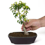 Ficus Too Little Bonsai  D79