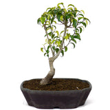 Ficus Too Little Bonsai  D79