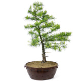 American Larch - D7