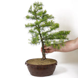 American Larch - D7