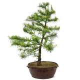 American Larch - D7