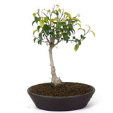 Ficus Too Little Bonsai  D80