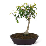 Ficus Too Little Bonsai  D80