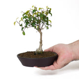 Ficus Too Little Bonsai  D80