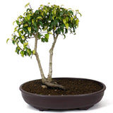 Ficus Too Little Bonsai  - Twin Trunk D82