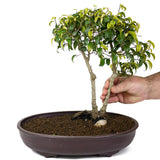 Ficus Too Little Bonsai  - Twin Trunk D82