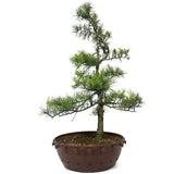 American Larch - D83