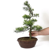 American Larch - D83
