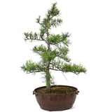 American Larch - D83