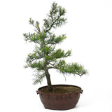 American Larch - D83
