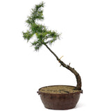 American Larch - D84