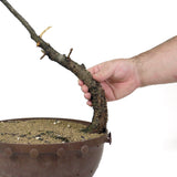 American Larch - D84